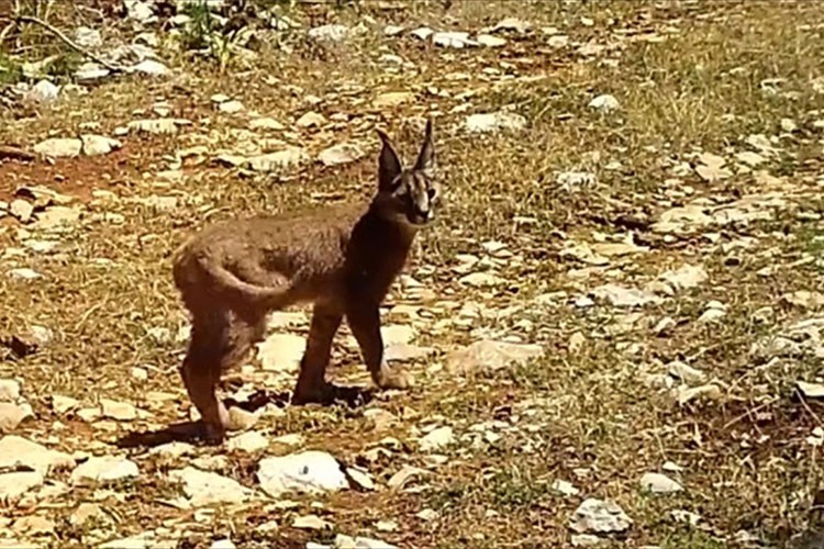 Nesli tehlike altındaki karakulaklar fotokapanlara yansıdı