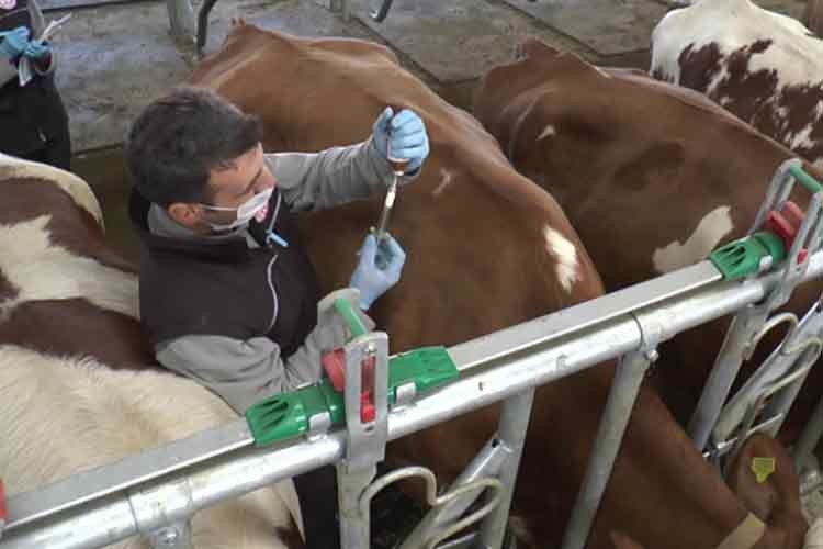 Aşılanan hayvan sayısı 4,5 milyona ulaşacak