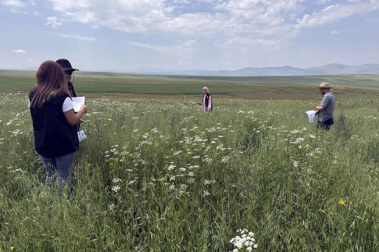 Ziraat mühendisleri sahada tarımsal ürün tespiti yaptı
