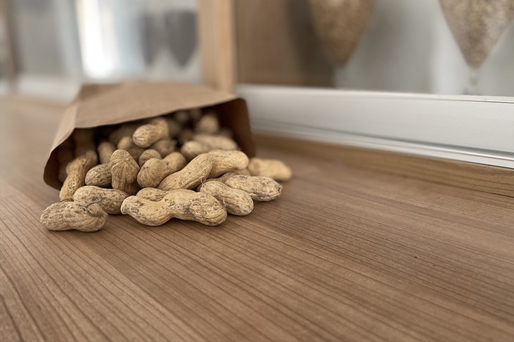 Hastalığa dayanıklı yeni yer fıstığı çeşidi geliştirildi