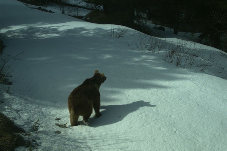 Uydu vericisiyle takip edilen ayılar kışı uykuda geçiriyor