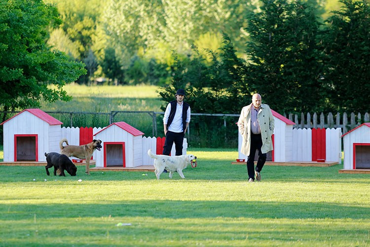 Hayvanları Koruma Günü'nde bunu bir düşünün