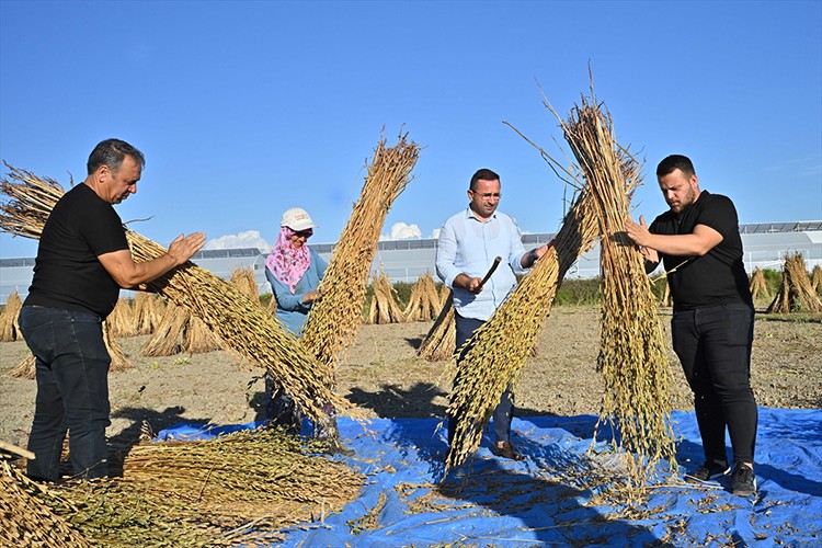 Türkiye'deki susam üretiminin üçte biri Antalya'dan
