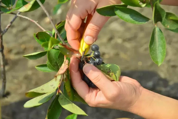 Kadın girişimci aronya yetiştiriyor