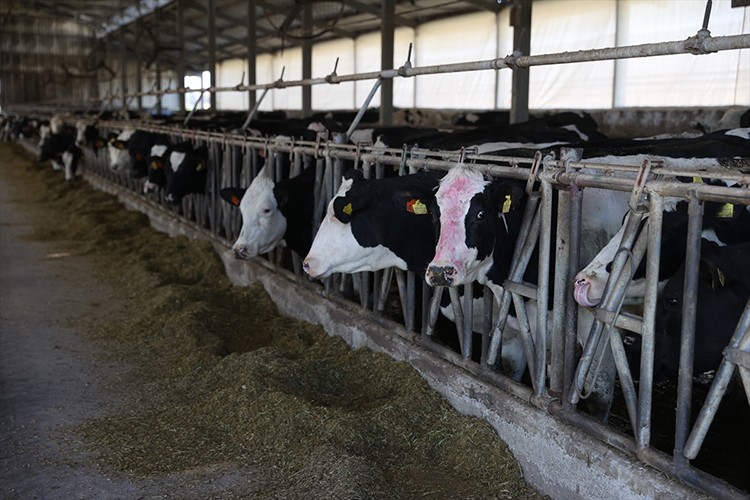 Devlet desteğiyle süt verimini artırdı