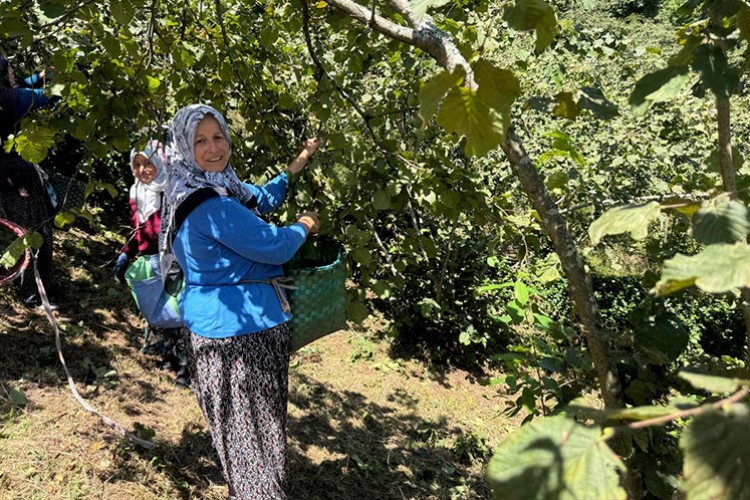 Giresun'da üreticiler fındık hasadına başladı