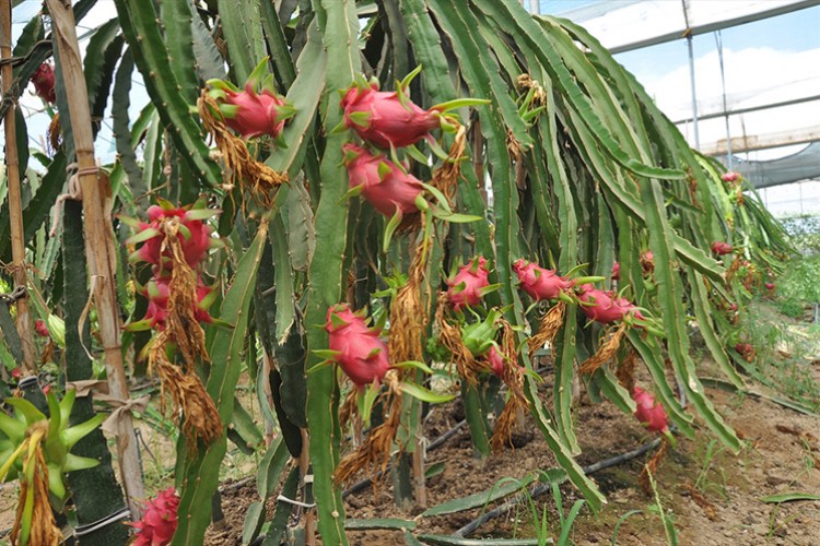 Mersin'de örtü altında ejder meyvesi hasadı başladı