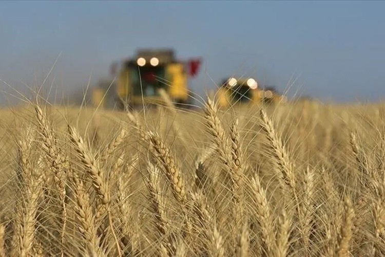 Tarım emtia piyasasında geçen ay buğday rüzgarı esti