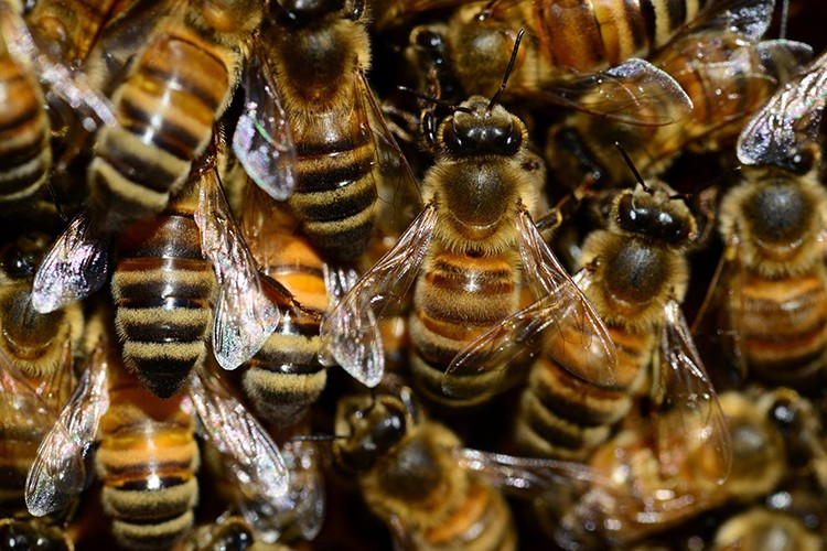 Balda şıfa vardır...