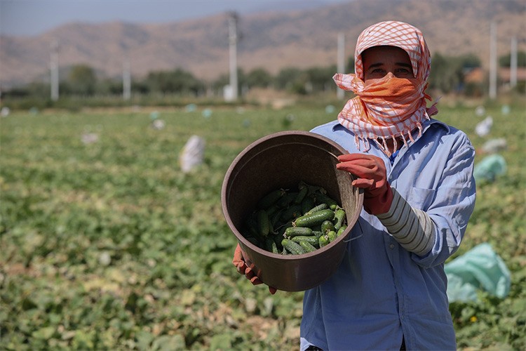 Kornişon turşusu ihracatı 113 milyon doları aştı