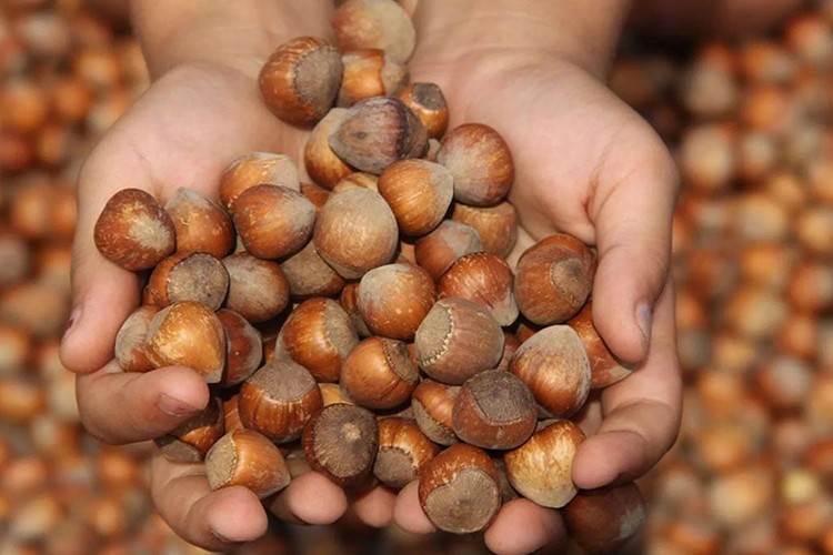 Fındık ihracatından 8 ayda 1,3 milyar dolar gelir