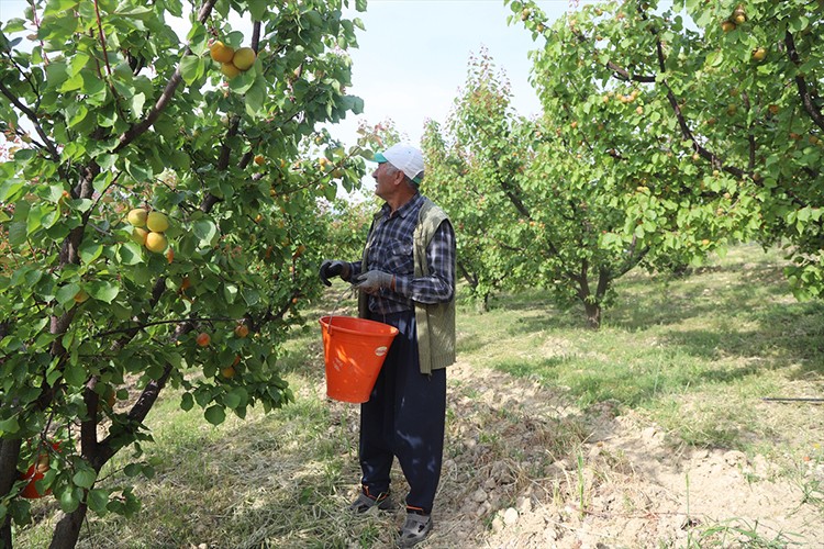 Mut kayısısında hasat mesaisi başladı
