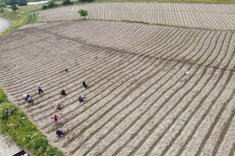 Çukurören biberinin fideleri toprakla buluşturuluyor