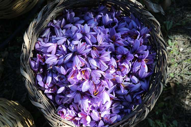 Karabük'te ekilen "mucize bitki" safranın hasadı sürüyor