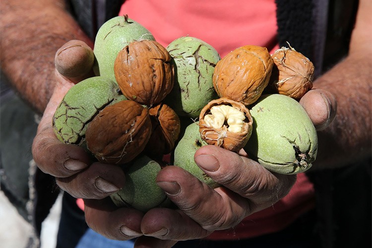 Ceviz üretiminin 150 bin fidanla artırılması hedefleniyor