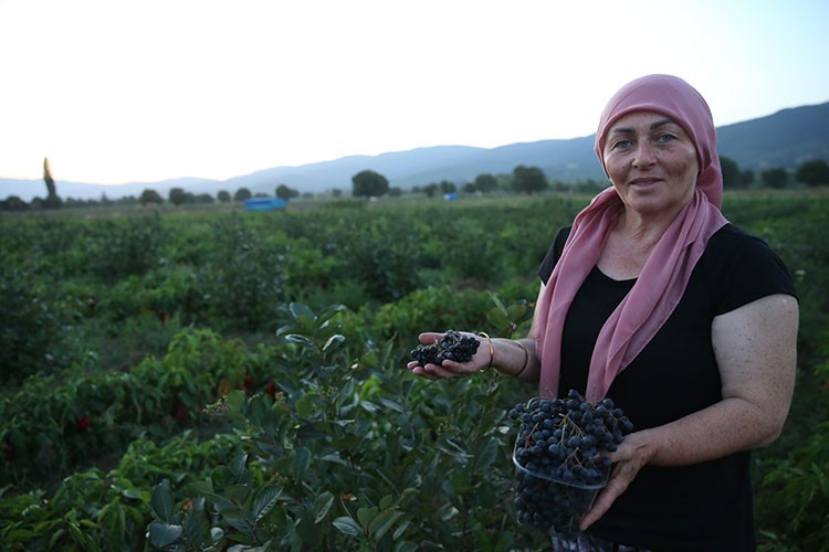Kadın muhtar "süper meyve"yi köyüne kazandırdı