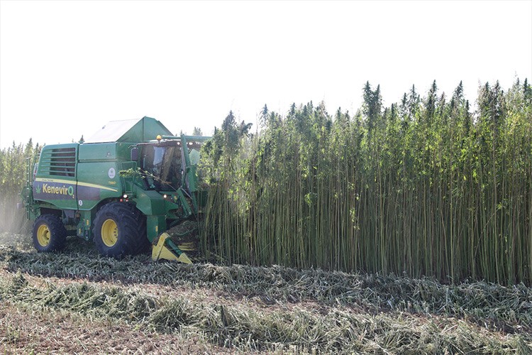 Kenevir üreticileri az sulamaya rağmen yüksek verim aldı