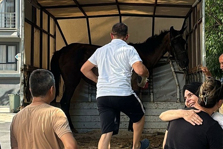 Bursa'da arabaya koşulan yaralı at koruma altına alındı