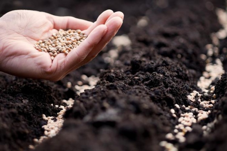 "Kullanılan tohumların yüzde 97'si ülkemizde üretiliyor"