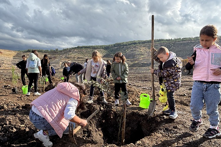 Zeytin fidanları toprakla buluştu