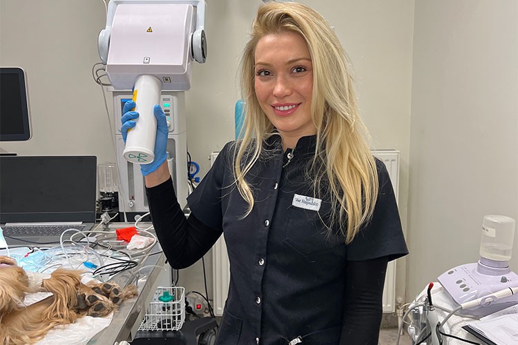 Diş Röntgeni Çektirmiyorsanız, Köpeğinizi Eve Hasta Götürüyor Olabilirsiniz