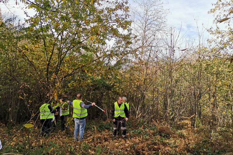 Bandırma Karadağ Kestanesi'nin Geleceği Projesi