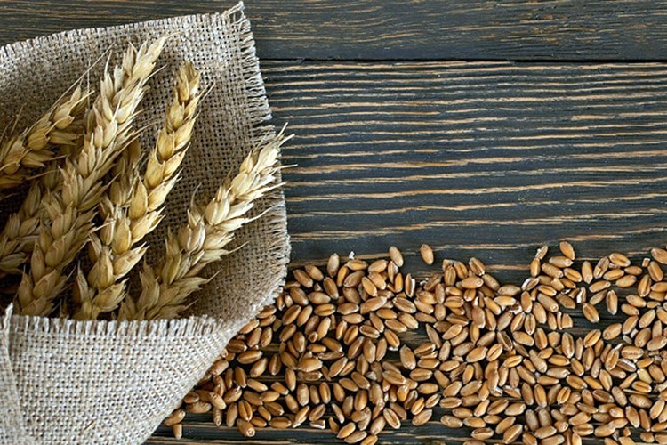 2023'te 20 milyon ton buğday üretimi hedefleniyor