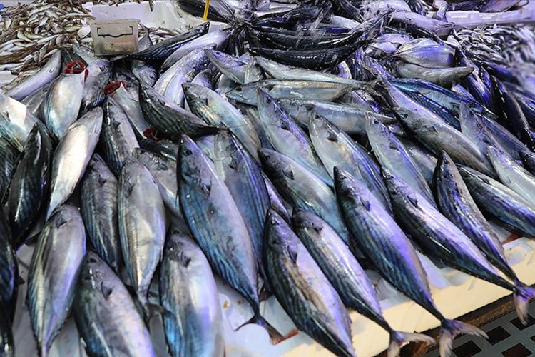 024'te coşan palamut miktarı geçen yıl düştü