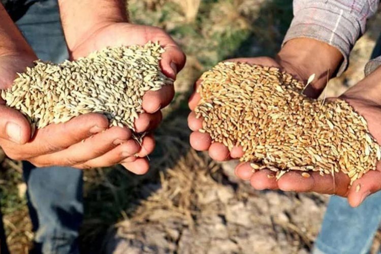 Anlaşma sayesinde buğday fiyatının düşmesi bekleniyor