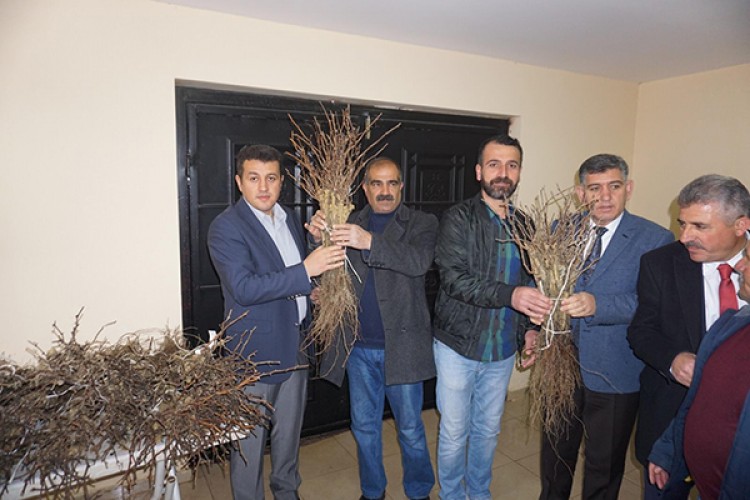 Çiftçilere mazrone fidanı dağıtıldı