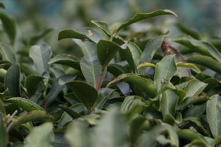 Rize'nin 4 aylık çay ihracatı 5,9 milyon dolar oldu