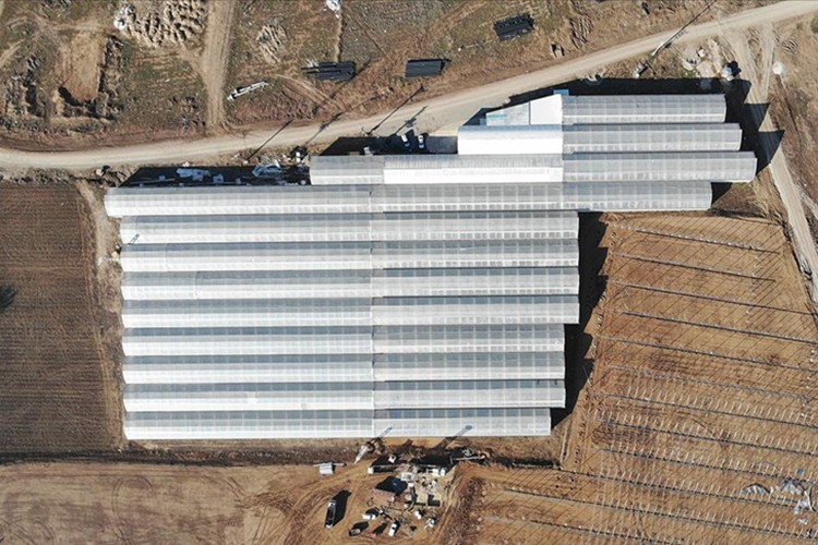 Jeotermal sera yatırımları ekonomiye katkı sağlıyor