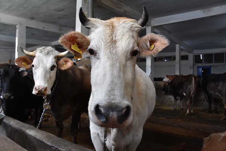 Çoban bulamayan "bakım oteli"ne bırakıyor