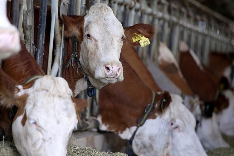 Çiğ süt üreticiye 13,5 TL