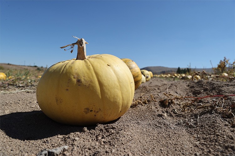 Nevşehir kabak çekirdeğinin üretimi arttı