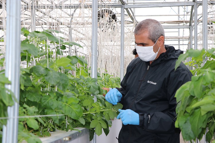 Patatesin genetiği çıkartılıyor