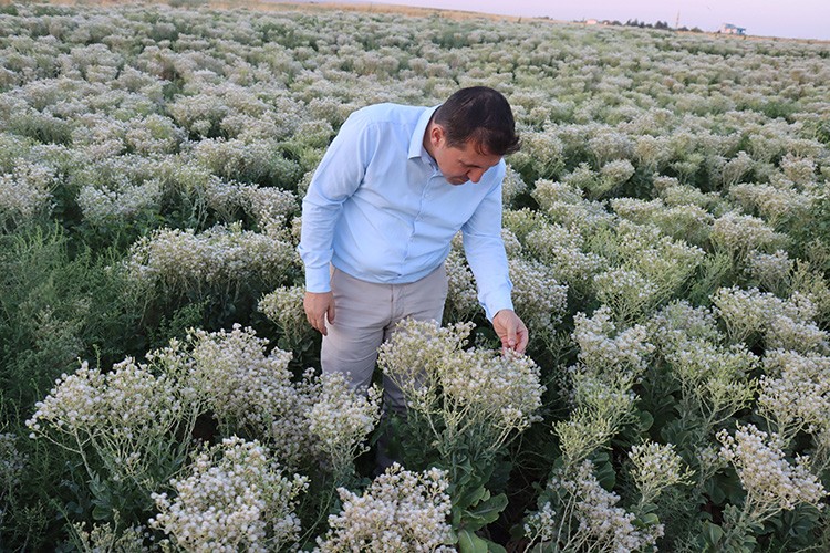Alternatif ürün ararken tohum üreticisi oldu