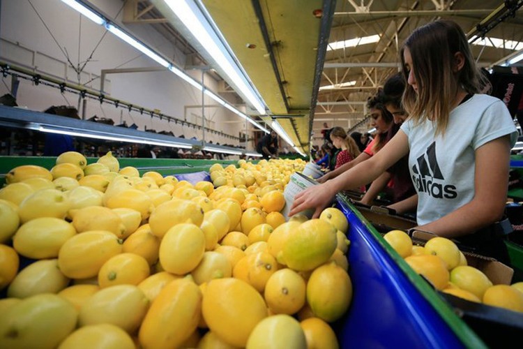 Limon ihracatı 7 ayda yüzde 59 arttı
