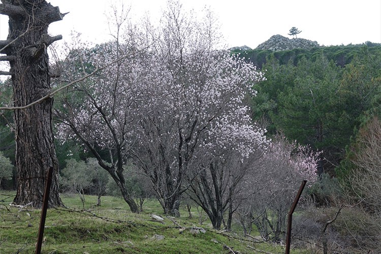 Sıcaklık Balıkesir'de meyve ağaçlarına çiçek açtırdı