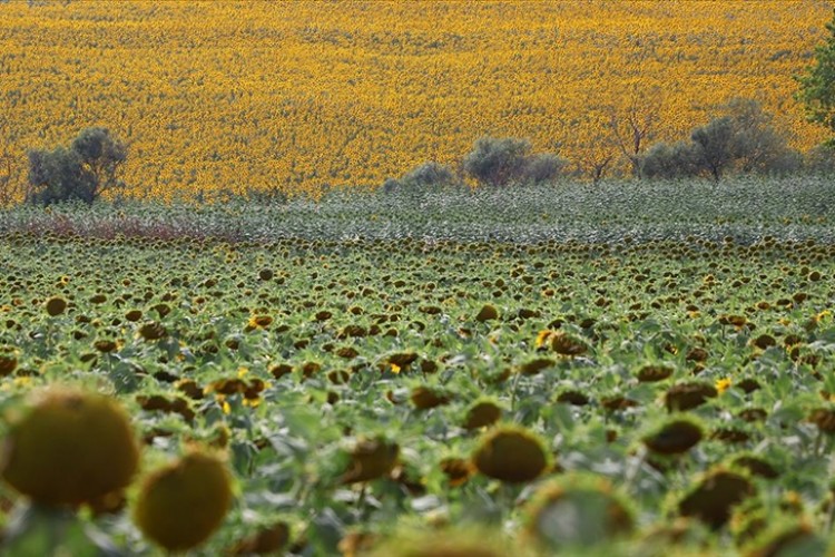 Trakya'da üretilen yerli hibrit ayçiçeği tohumu, birçok ilde üreticinin tercihi oldu