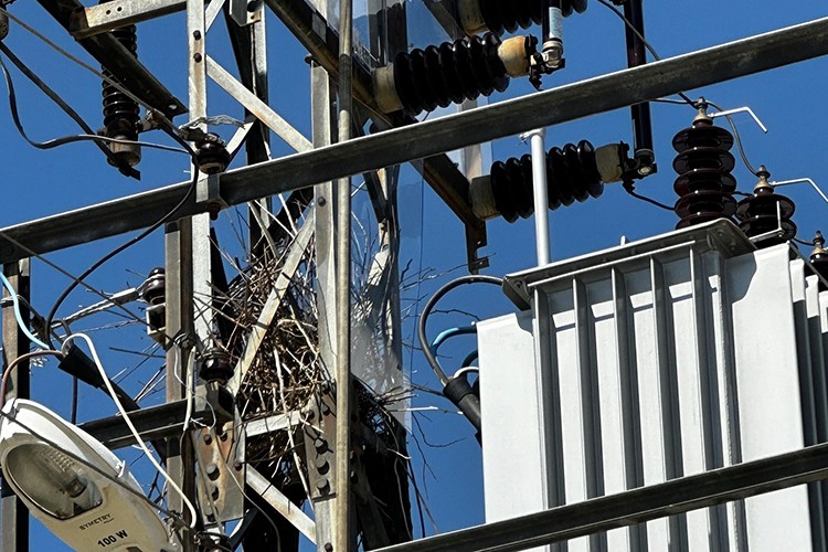 Göçmen kuşların yuvaları güvende