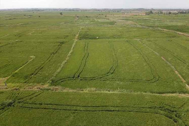 Kuraklık üreticiyi çeltikte de endişelendiriyor