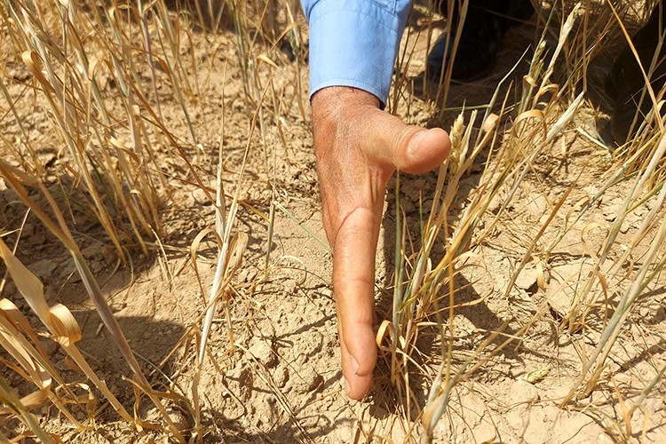 Konya'da kuraklık arpa tarlalarını vurdu