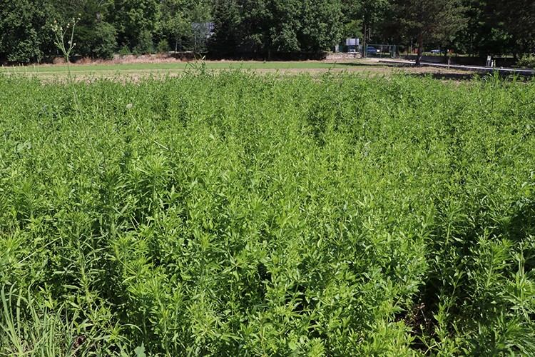 Edirne kırmızısının elde edildiği bitki, kumaş boyacılığı sektörüne kazandırılacak