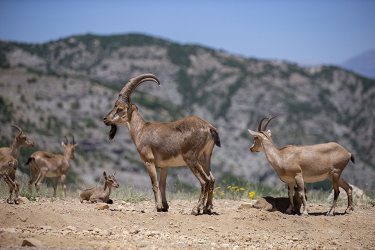 Yaban keçileri Tunceli dağlarında güvenle yaşıyor