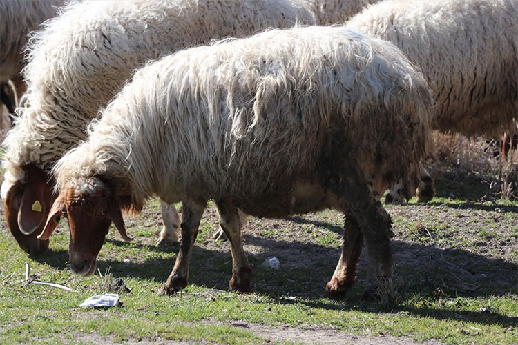 Tuzlu toprakta yetişen bitkilerin küçükbaş hayvanların sağlığına etkisi araştırıldı