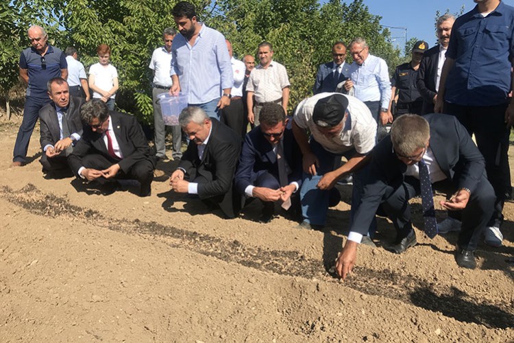 Safranda hedef 20 kilogram