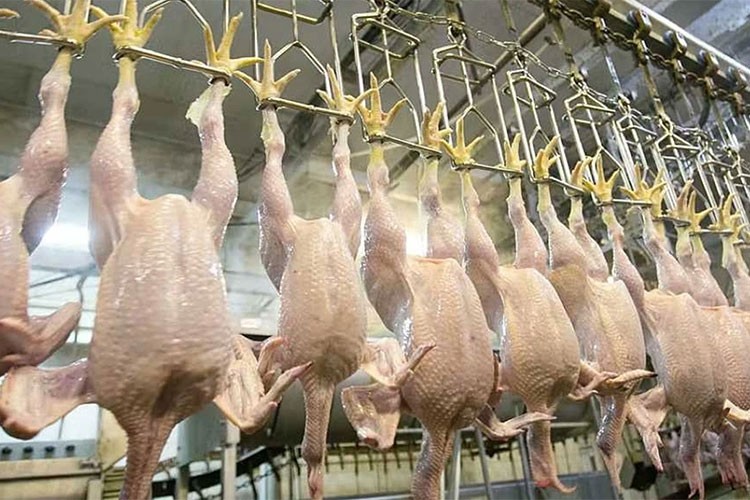 Tavuk eti üretimi ocakta yıllık bazda yüzde 14,9 arttı