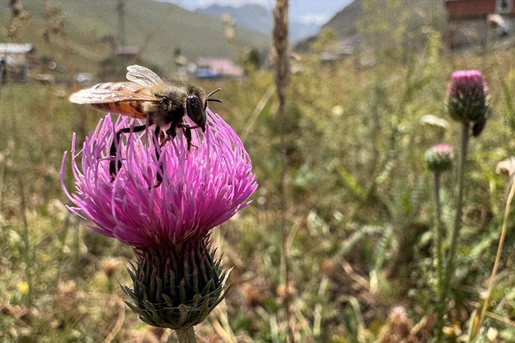 Anzer balının üretimi için mühürlenen peteklerden numune alındı