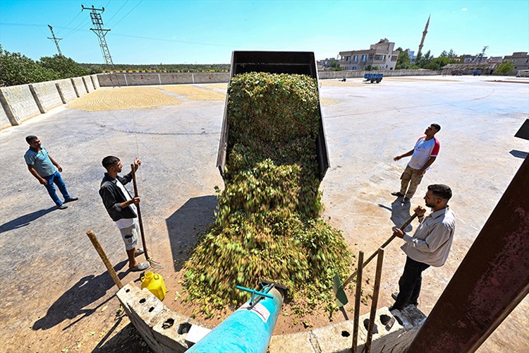 Antep fıstığında "kavlatma" telaşı sürüyor